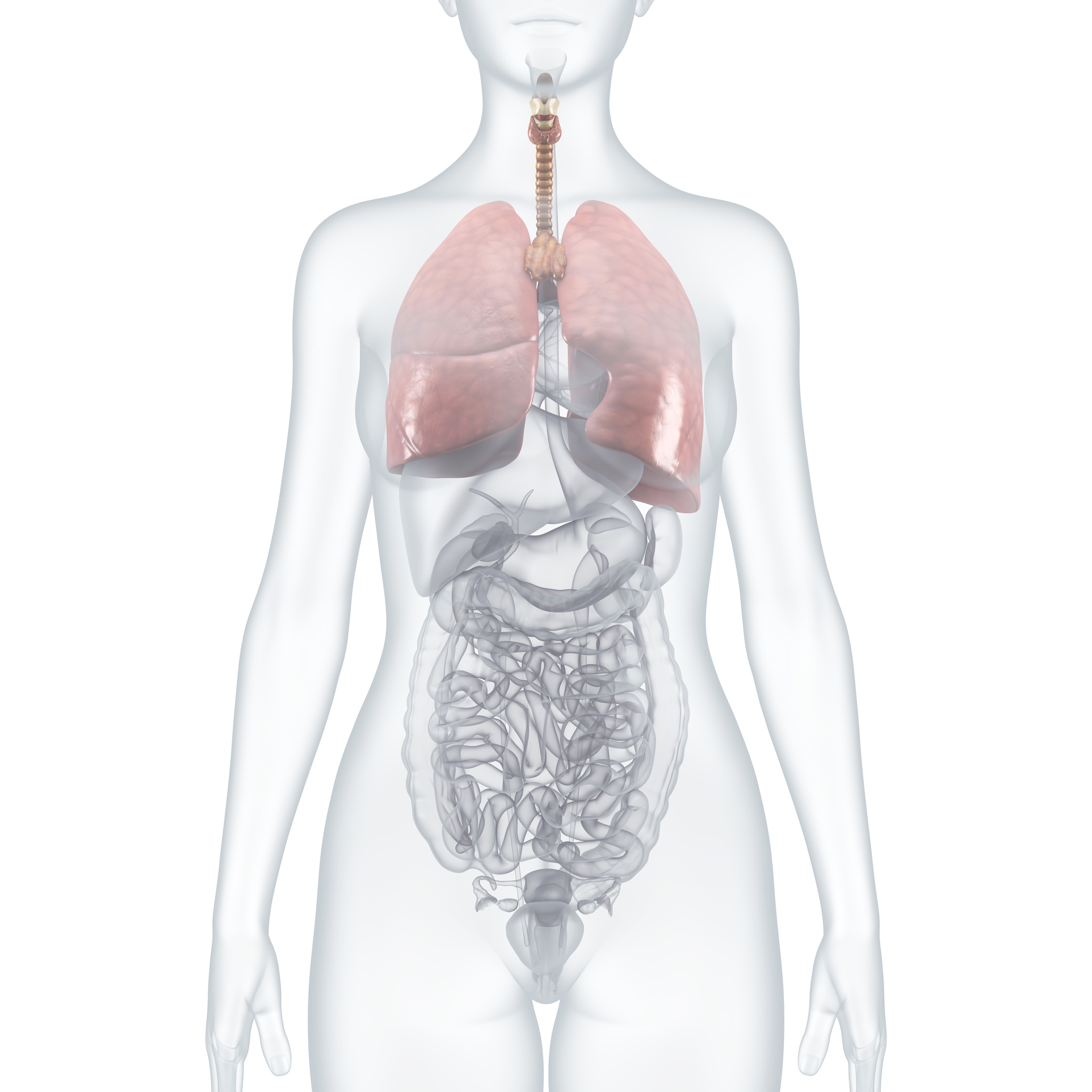 Körper Organe Körper Organe